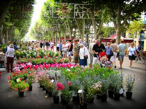 Beziers_flower_market